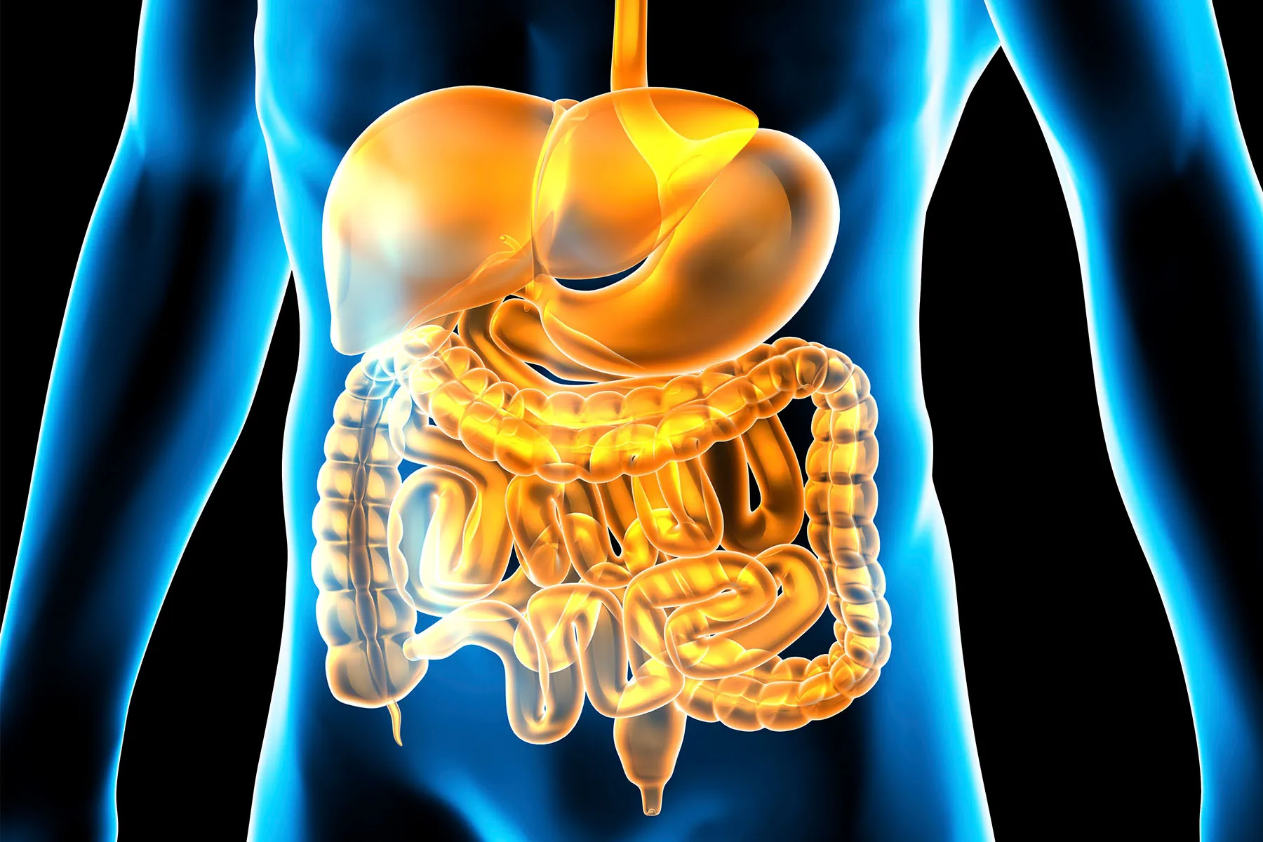 photo of digestive system